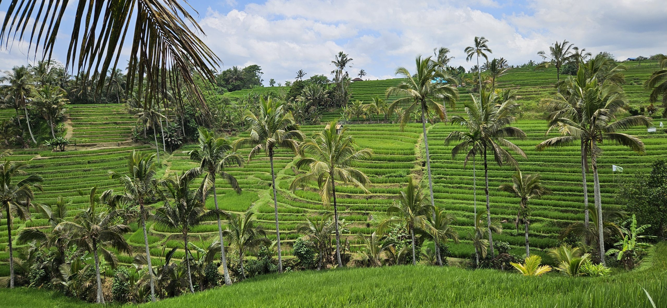 BALI – Traumziel zwischen Massentourismus und faszinierender Kultur & Natur, you love it or you hate it!